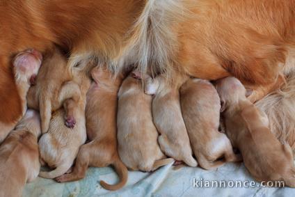 à donner contre bon soin chiot LOF de race cavalier  king