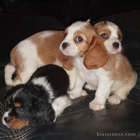  Adorables Chiots Cavaliers King Charles Pure Race