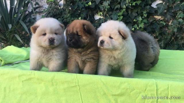 Magnifiques Chiots Chow Chow Pure Race Pedigree