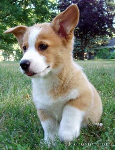 Chiot Welsh Corgi Pembroke