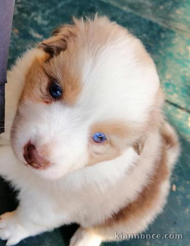 Chiot Canaan Dog Adorable