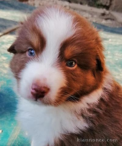 Chiot Canaan Dog Adorable