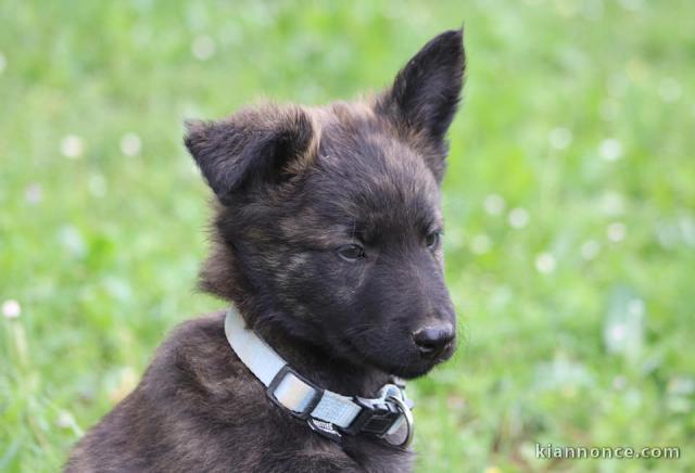 Chiots Berger Hollandais poil long