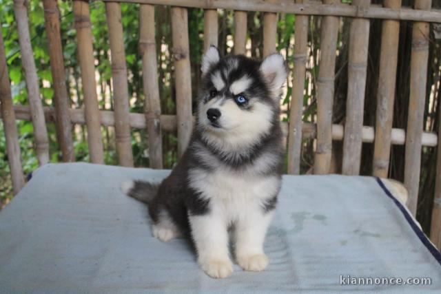 chiots husky siberien