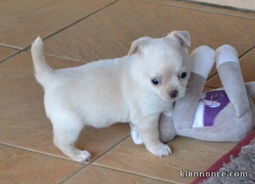 A DONNER CHIOTS CHIHUAHUA BLANCS L.O.F