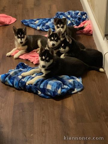 Chiots husky sibérien