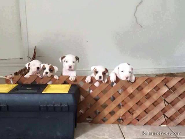 chiots pitbull adorable