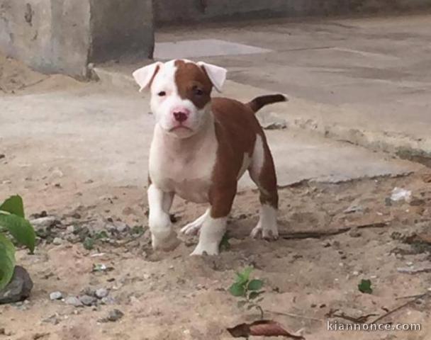 chiots pitbull adorable