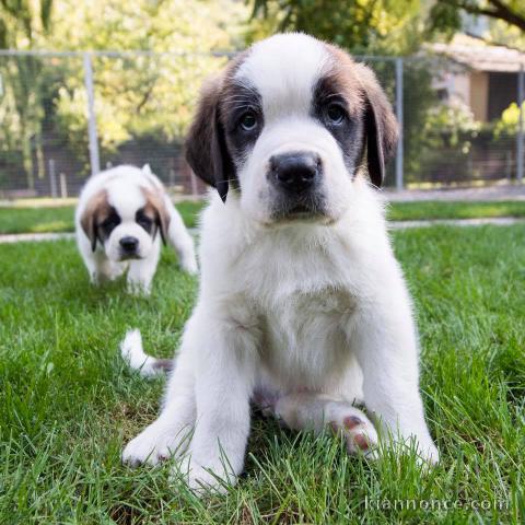 chiots Saint-Bernard adorable