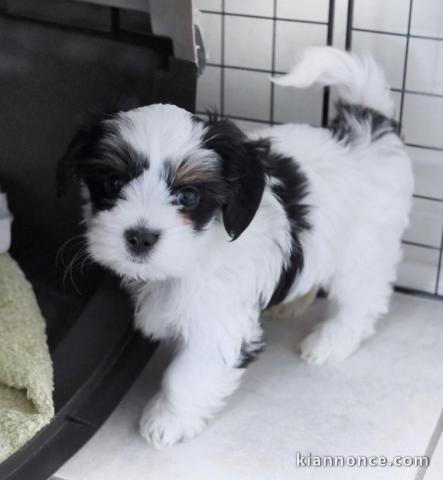 Magnifique choit morkie