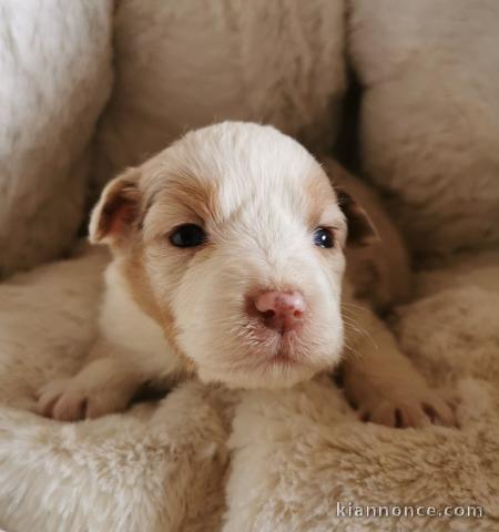 manifique bébé bergé australien disponible de suite