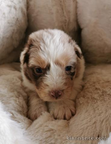 manifique bébés chiots bergé américain miniature disponible de su