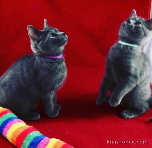 Chatons chartreux en adoption