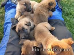 superbes chiots berger belge malinois