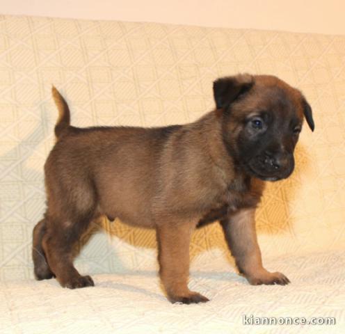 Adorable Chiot Berger Malinois Femelle non lof 