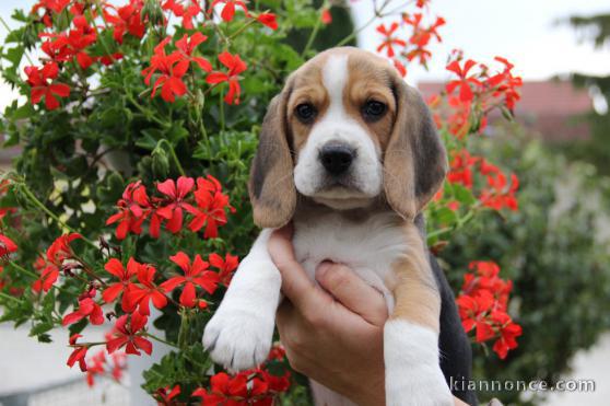  Superbe chiot type Beagle  femelle Non lof 