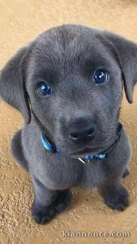 Mignon Chiot de race LABRADOR  femelle non inscrit au lof 