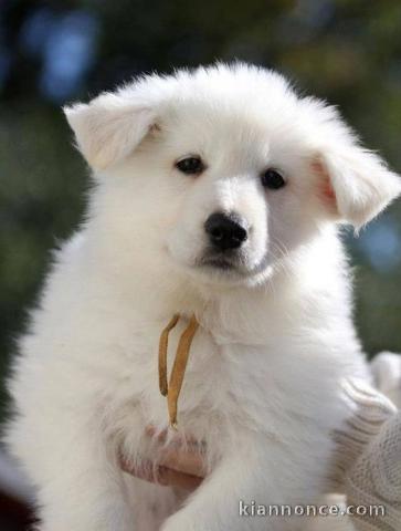 Magnifiques chiot Berger Blanc Suisse Femelle  non lof