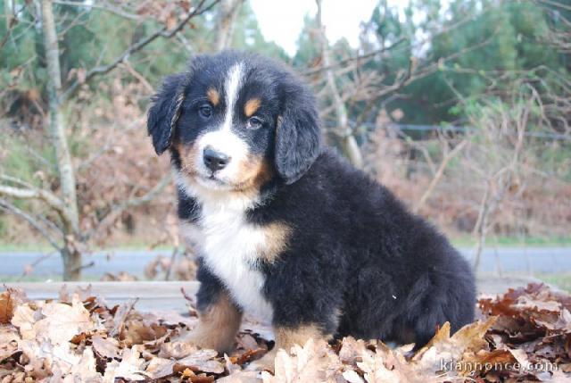 chiot bouvier bernois femelle et mâle a donner