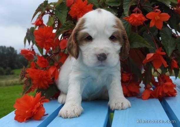 chiot cocker anglais femelle et mâle a donner