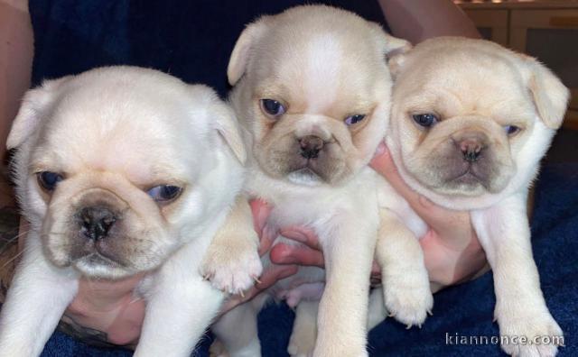 adorable chiots pugs de pure raçe diponible de suite