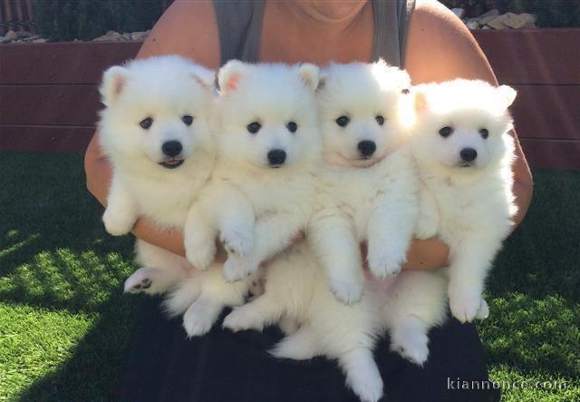 4 chiots spitz japonnais a donner.