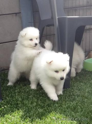 4 Chiots Spitz Japonnais a Donner.