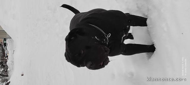 CHIEN CANE CORSO MÂLE NOIR