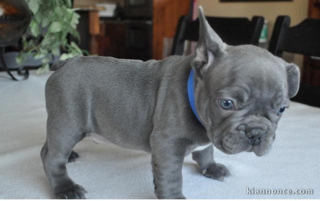 Magnifiques chiots bouledogues 