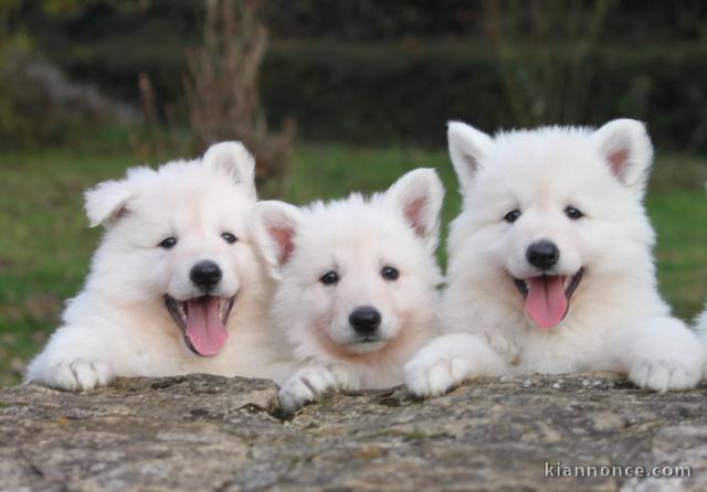 chiots le berger blanc suisse