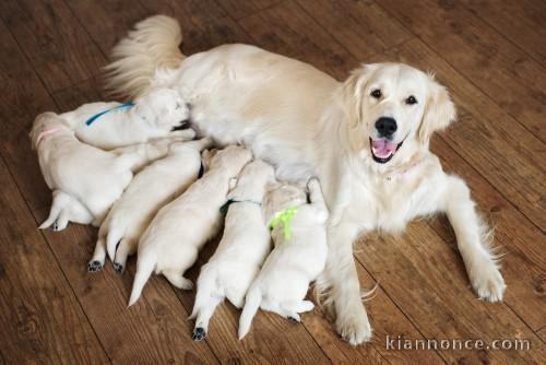 Je veux une nouvelle famille pour les chiots