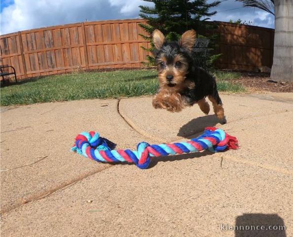 Chiot yorkshire terier loof.