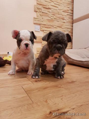 JE DONNER CHIOTS BOULEDOGUE FRANÇAIS LOF