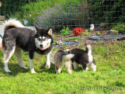 A DONNER SPLENDIDES CHIOTS HUSKY DE SIBERIE LOF