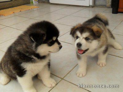 A DONNER SPLENDIDES CHIOTS HUSKY DE SIBERIE LOF