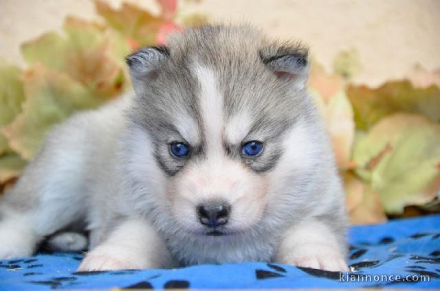 A DONNER SPLENDIDES CHIOTS HUSKY DE SIBERIE LOF