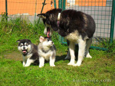 A DONNER SPLENDIDES CHIOTS HUSKY DE SIBERIE LOF