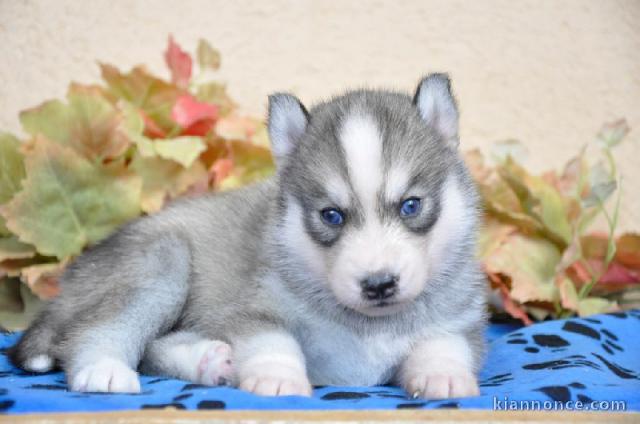 A DONNER SPLENDIDES CHIOTS HUSKY DE SIBERIE LOF