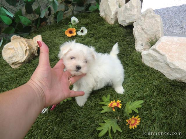 A DONNER SPLENDIDES CHIOTS BICHON MALTAIS bLANCS