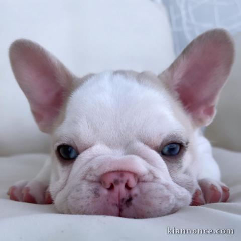 3 Chiots bouledogue français à donner