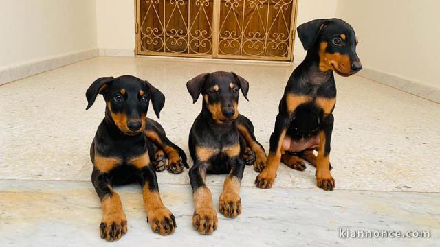 chiots dobermann adorable