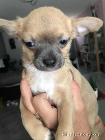 adorable chiot chihuahua a donner