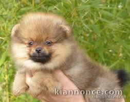 adorable spitz allemand