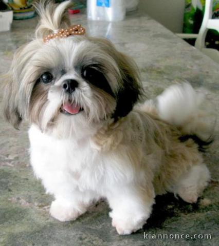 magnifique chiot shi tzu