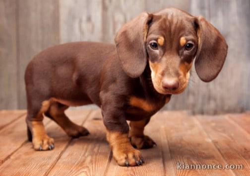 adorable chiot teckel