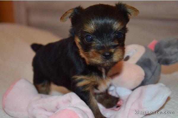 yorkshire terrier a donner