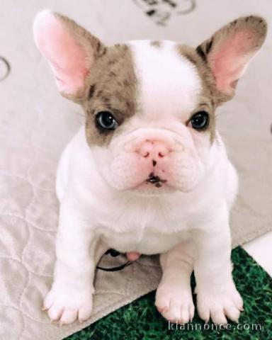 3 Chiots bouledogue français à donner