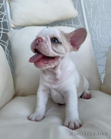 3 Chiots bouledogue français à donner