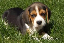 tendre beagle a donner