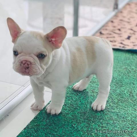 3 Chiots bouledogue français à donner